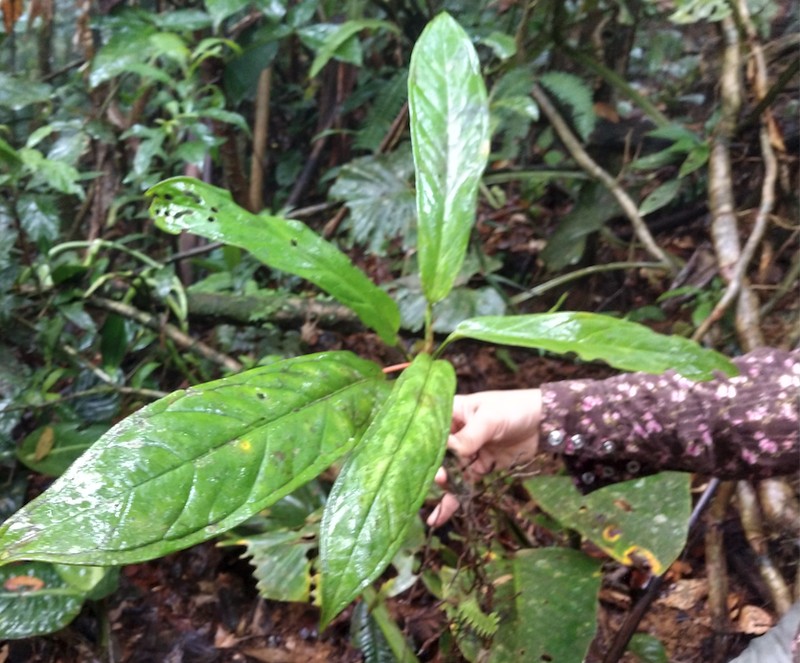 Anthurium wedelianum photo 2