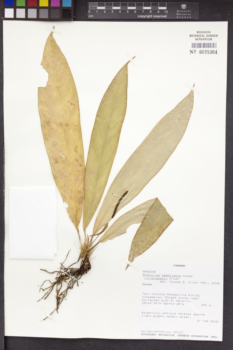 Anthurium wedelianum subsp. viridispadix photo 2
