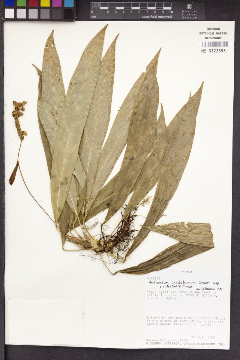 Anthurium wedelianum subsp. viridispadix photo 4