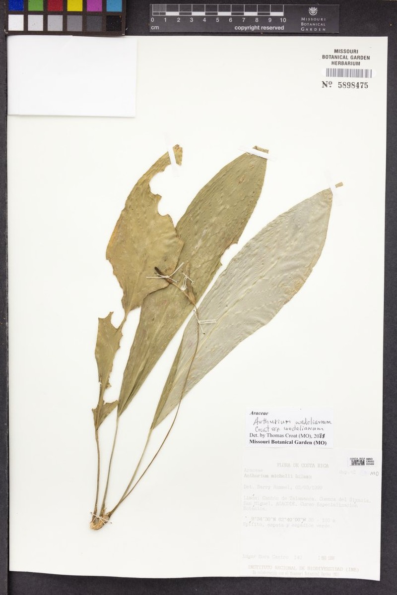 Anthurium wedelianum subsp. wedelianum
