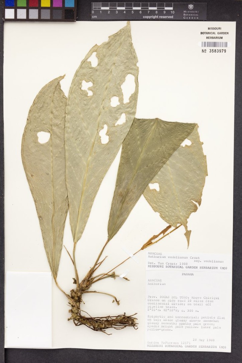 Anthurium wedelianum subsp. wedelianum photo 2