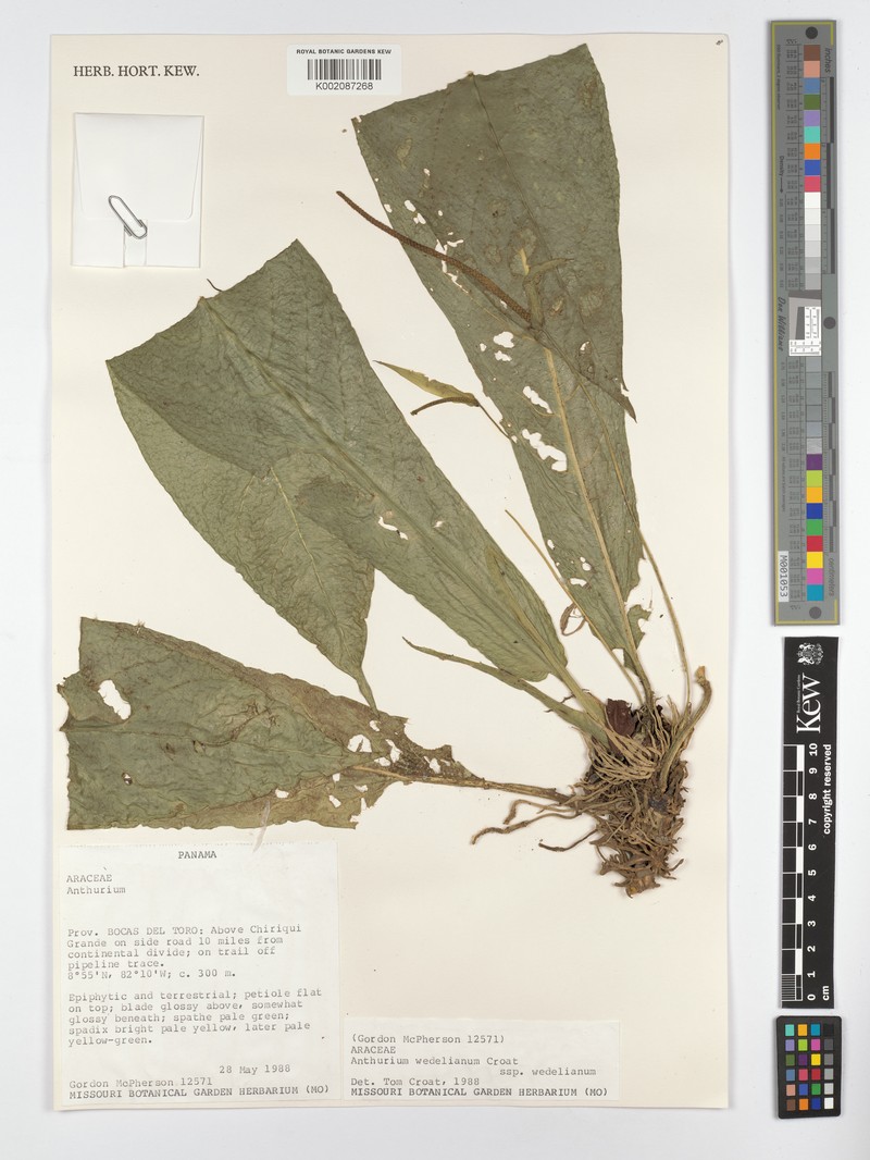 Anthurium wedelianum subsp. wedelianum photo 3