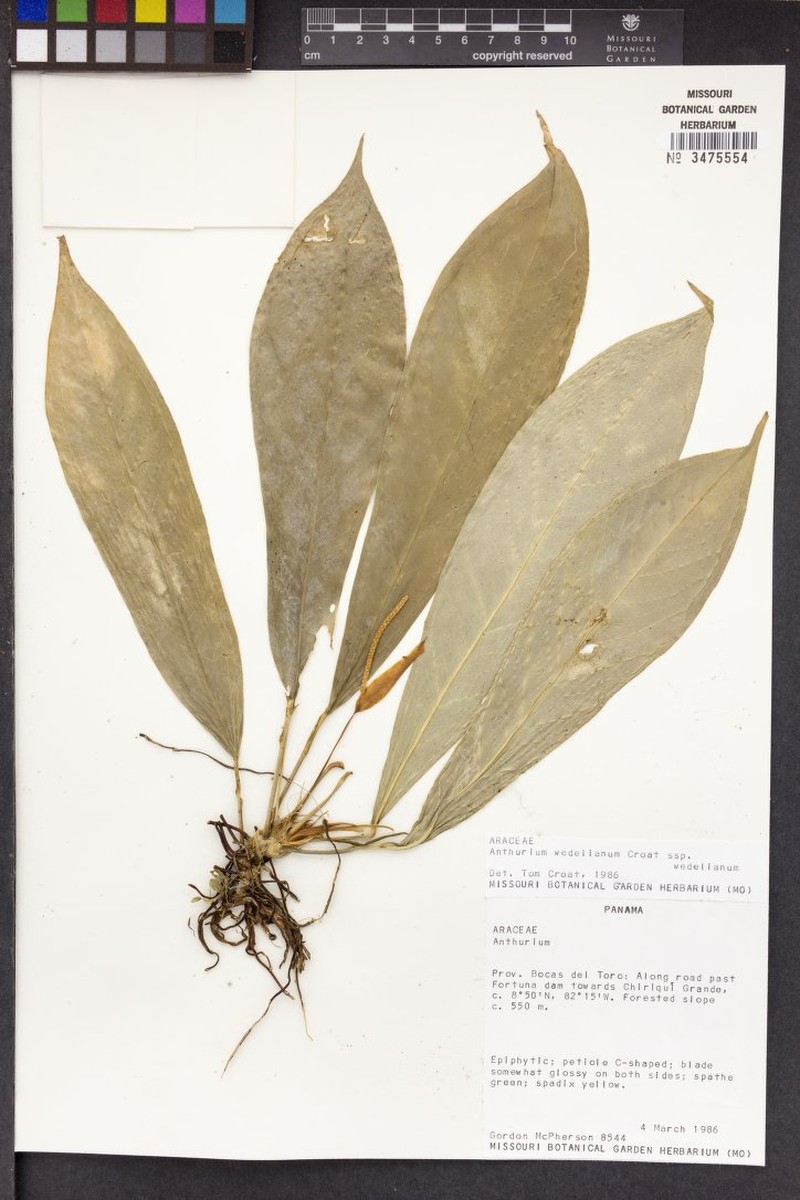 Anthurium wedelianum subsp. wedelianum photo 4