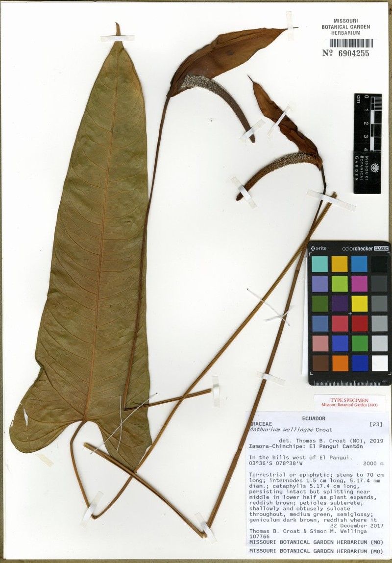 Anthurium wellingae