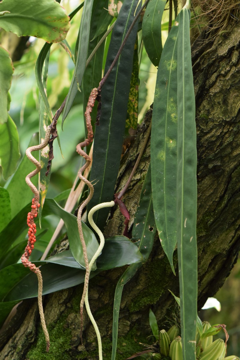 Anthurium wendlingeri
