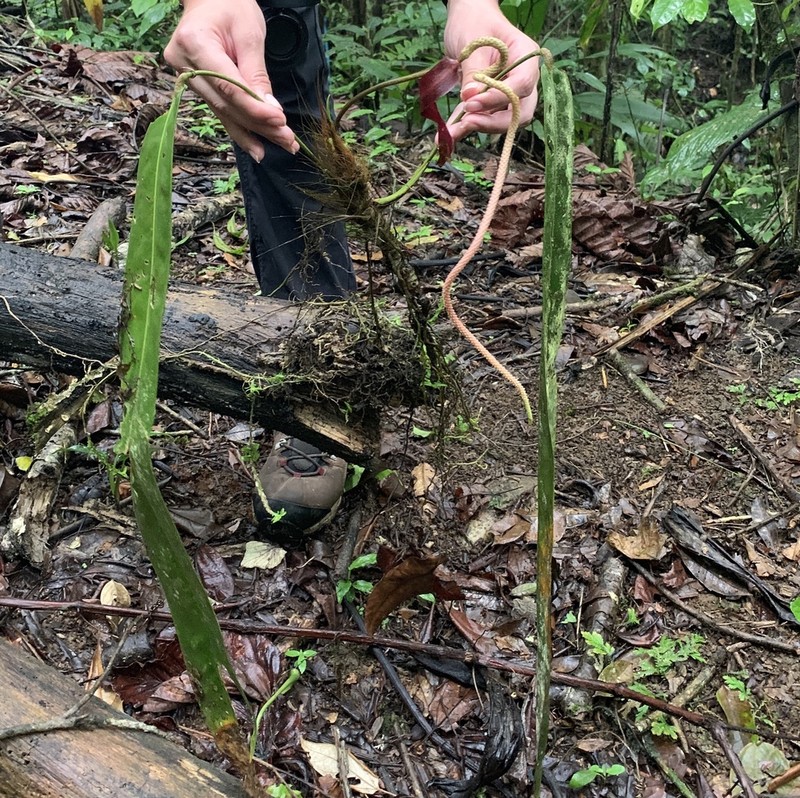 Anthurium wendlingeri photo 2