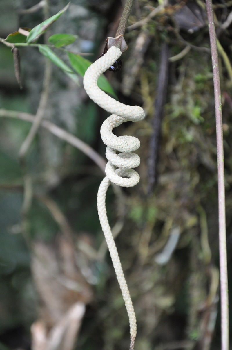 Anthurium wendlingeri photo 3