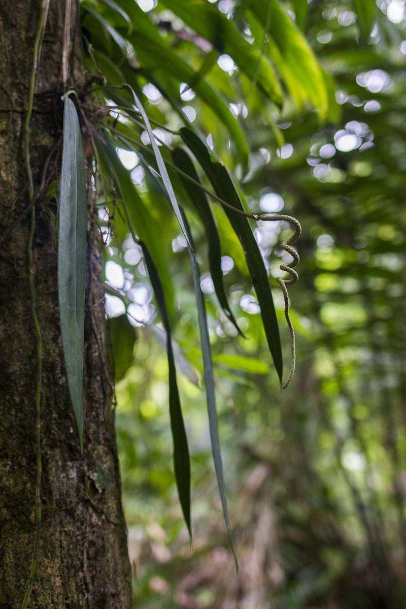 Anthurium wendlingeri photo 4
