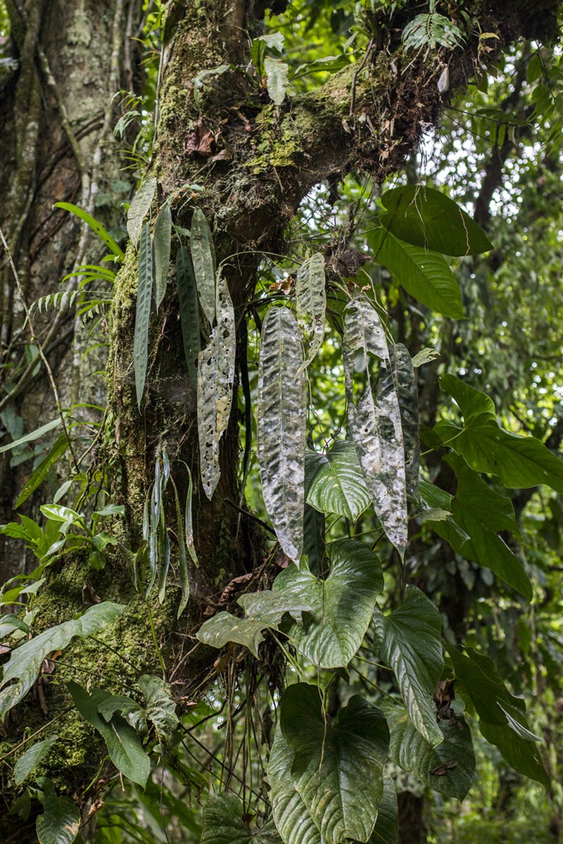 Anthurium wendlingeri photo 5