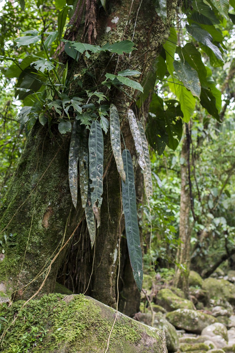 Anthurium wendlingeri photo 6