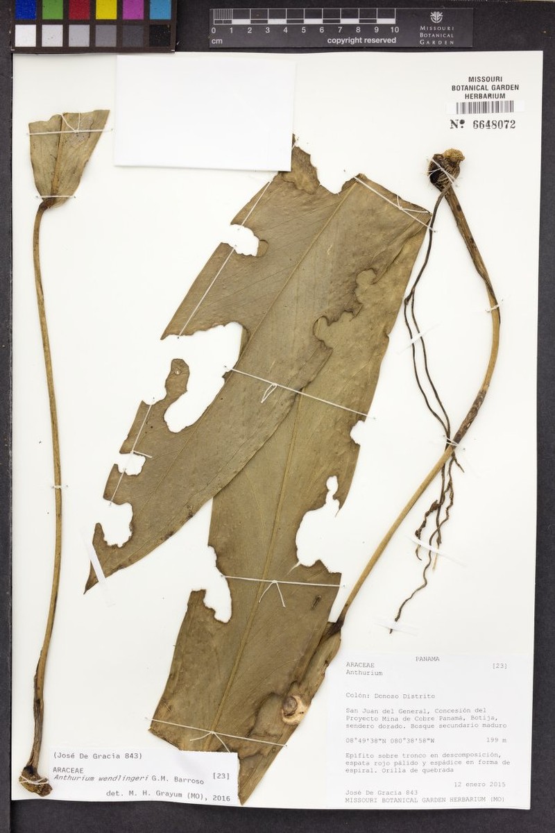 Anthurium wendlingeri subsp. wendlingeri