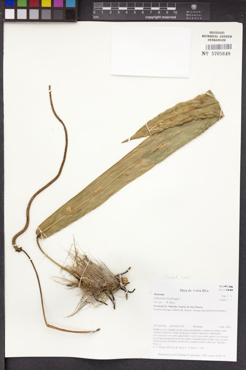 Anthurium wendlingeri subsp. wendlingeri photo 2