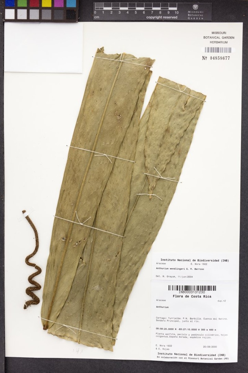 Anthurium wendlingeri subsp. wendlingeri photo 3