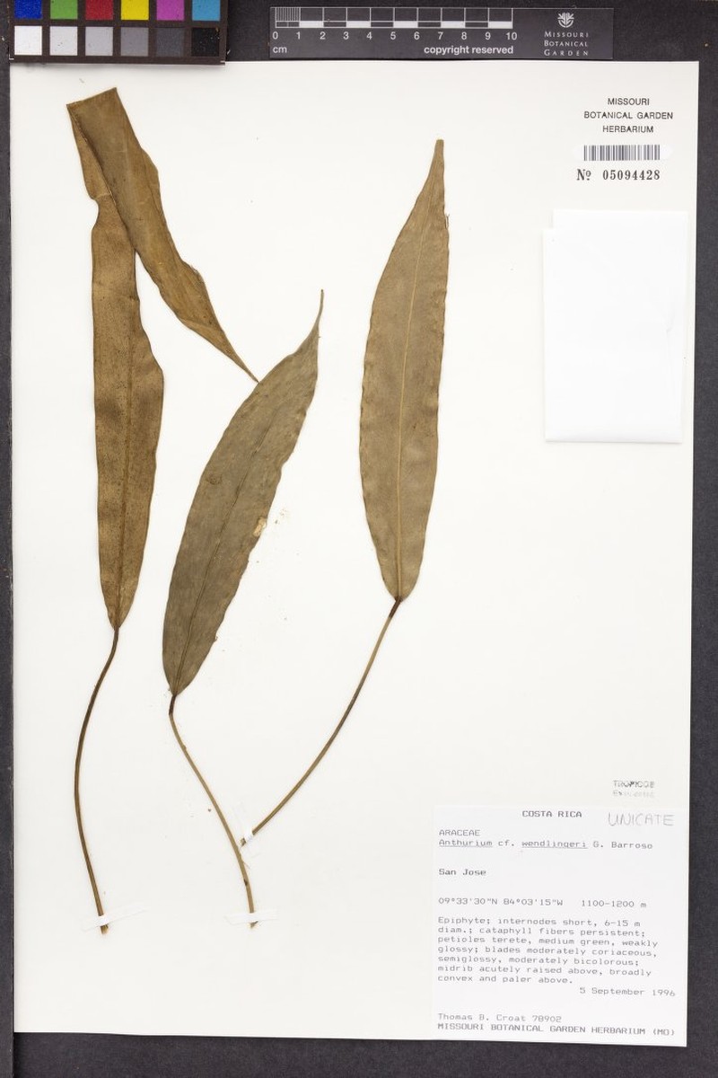 Anthurium wendlingeri subsp. wendlingeri photo 4