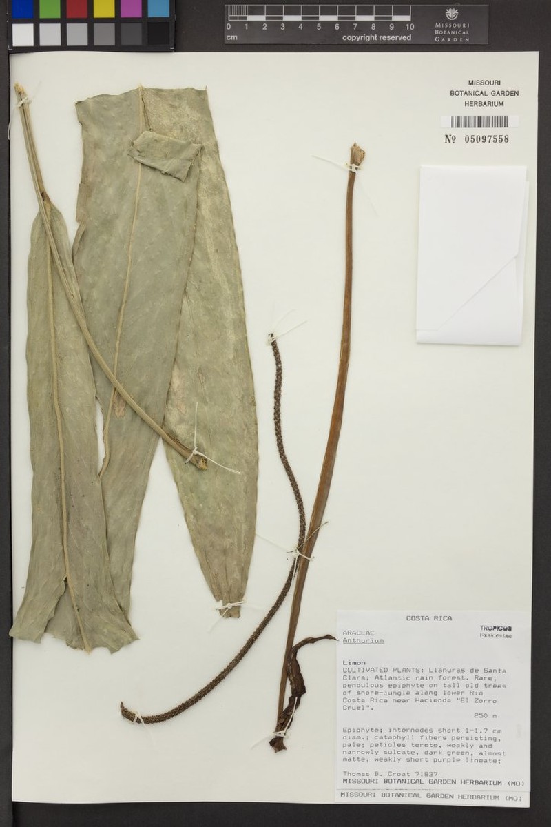 Anthurium wendlingeri var. horichii