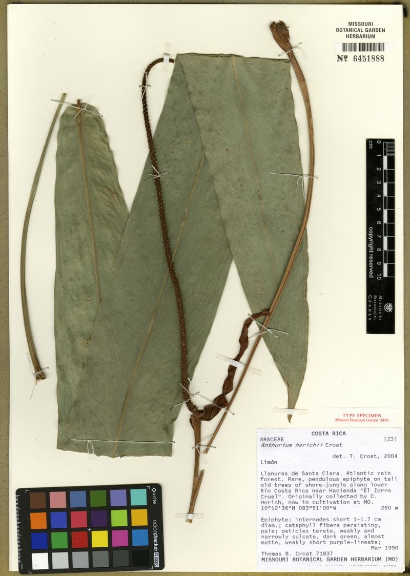 Anthurium wendlingeri var. horichii photo 2