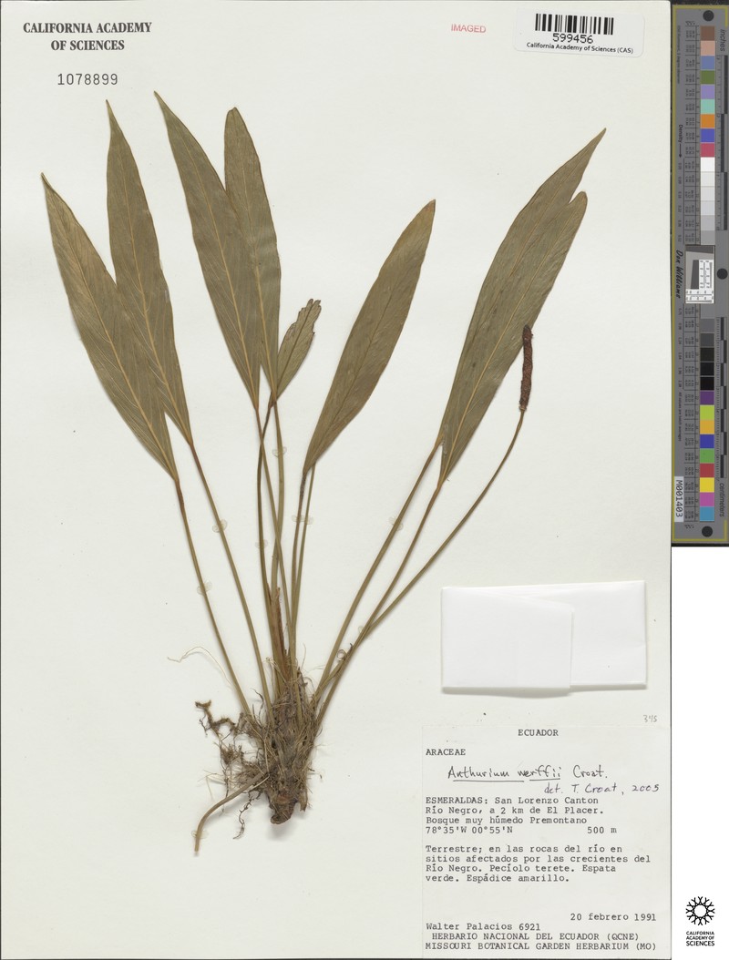 Anthurium werffii