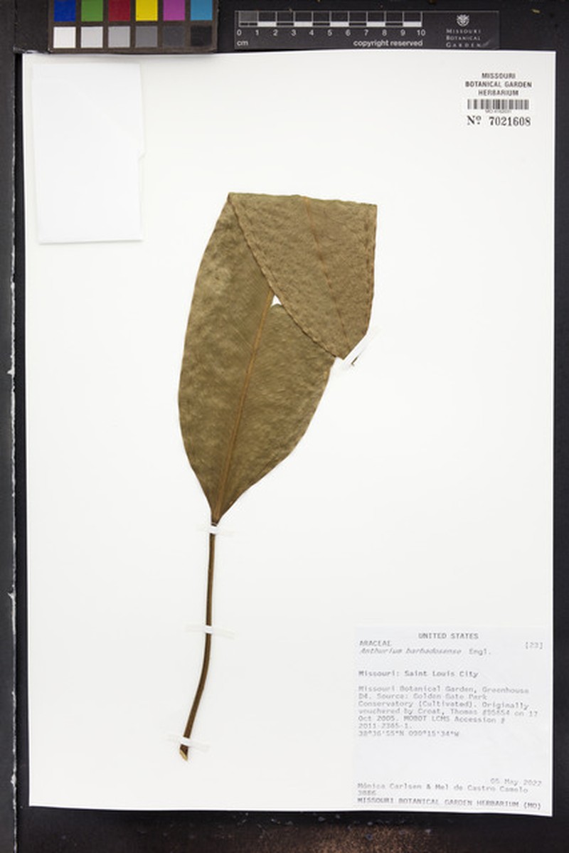 Anthurium willdenowii