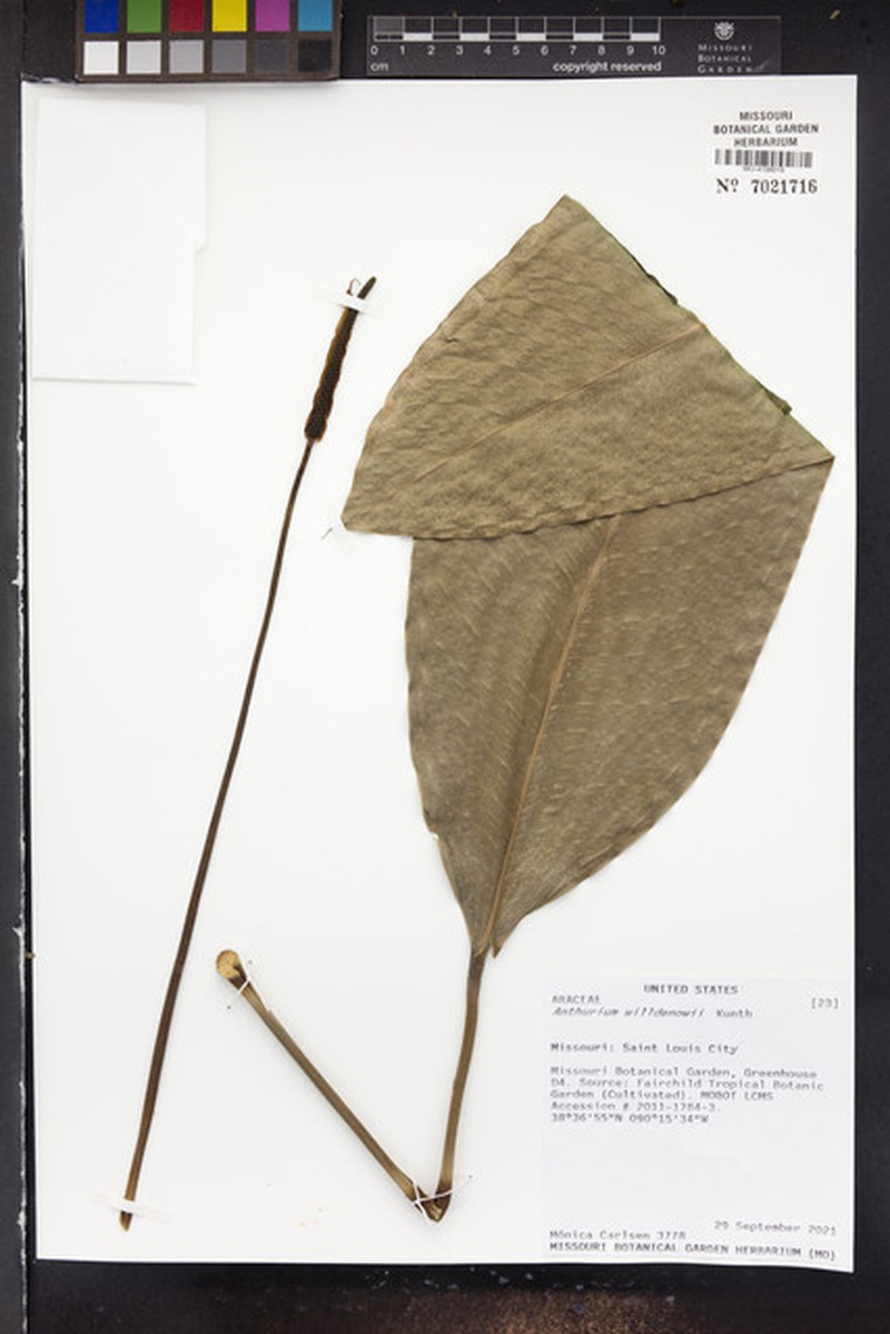 Anthurium willdenowii photo 2