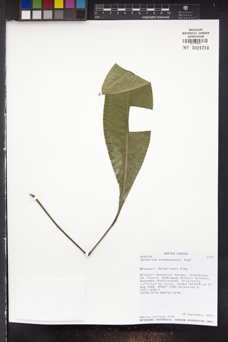 Anthurium willdenowii photo 3