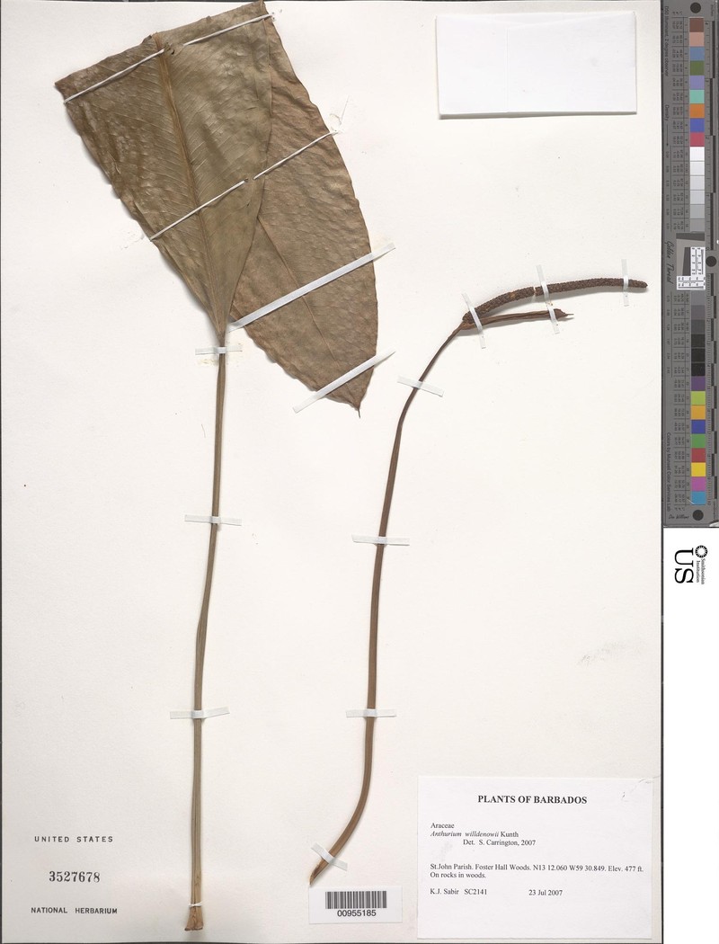 Anthurium willdenowii photo 4