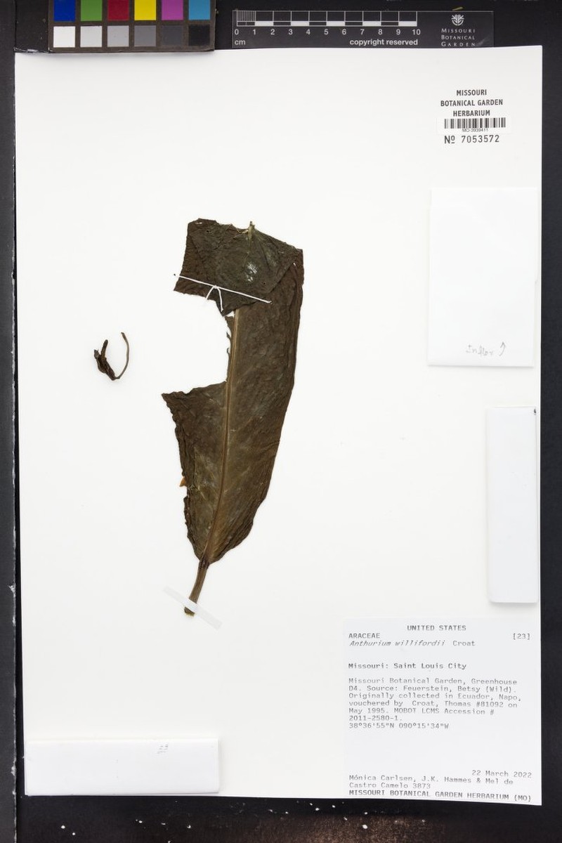 Anthurium willifordii