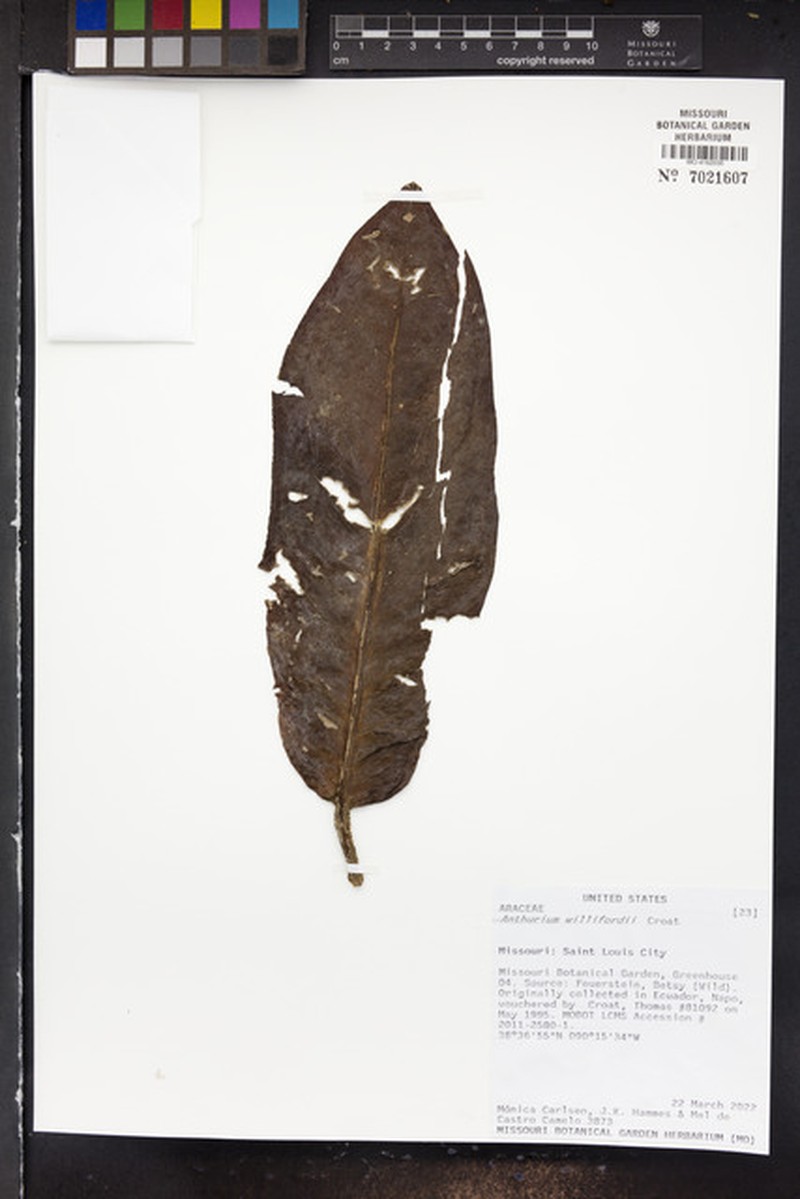 Anthurium willifordii photo 2