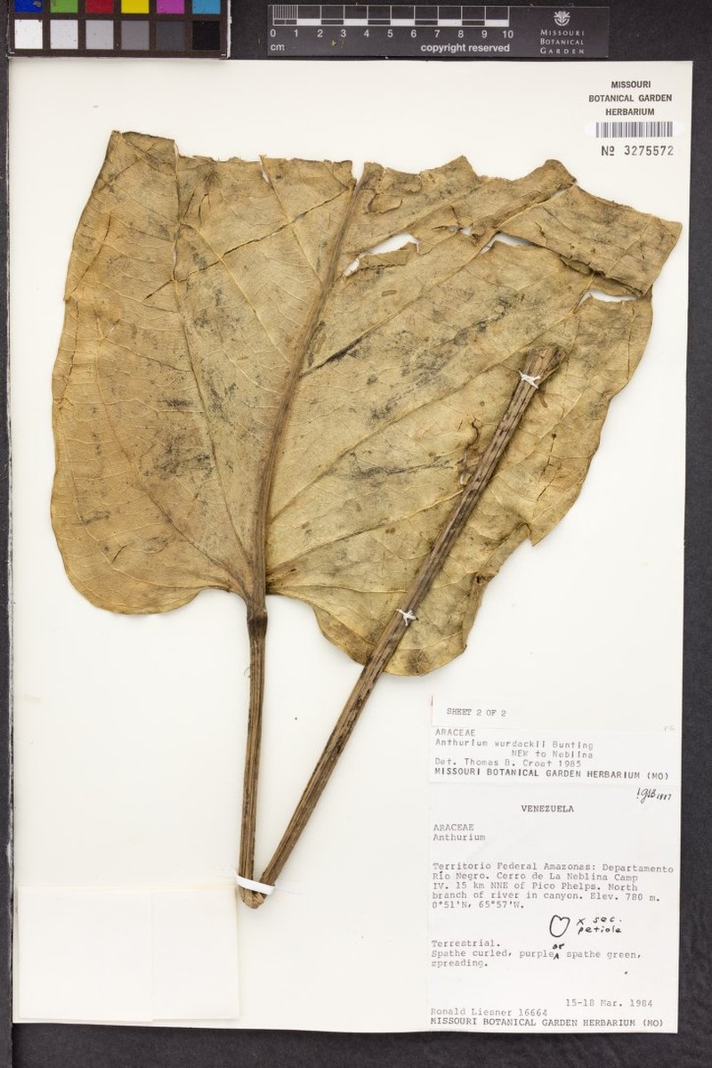 Anthurium wurdackii