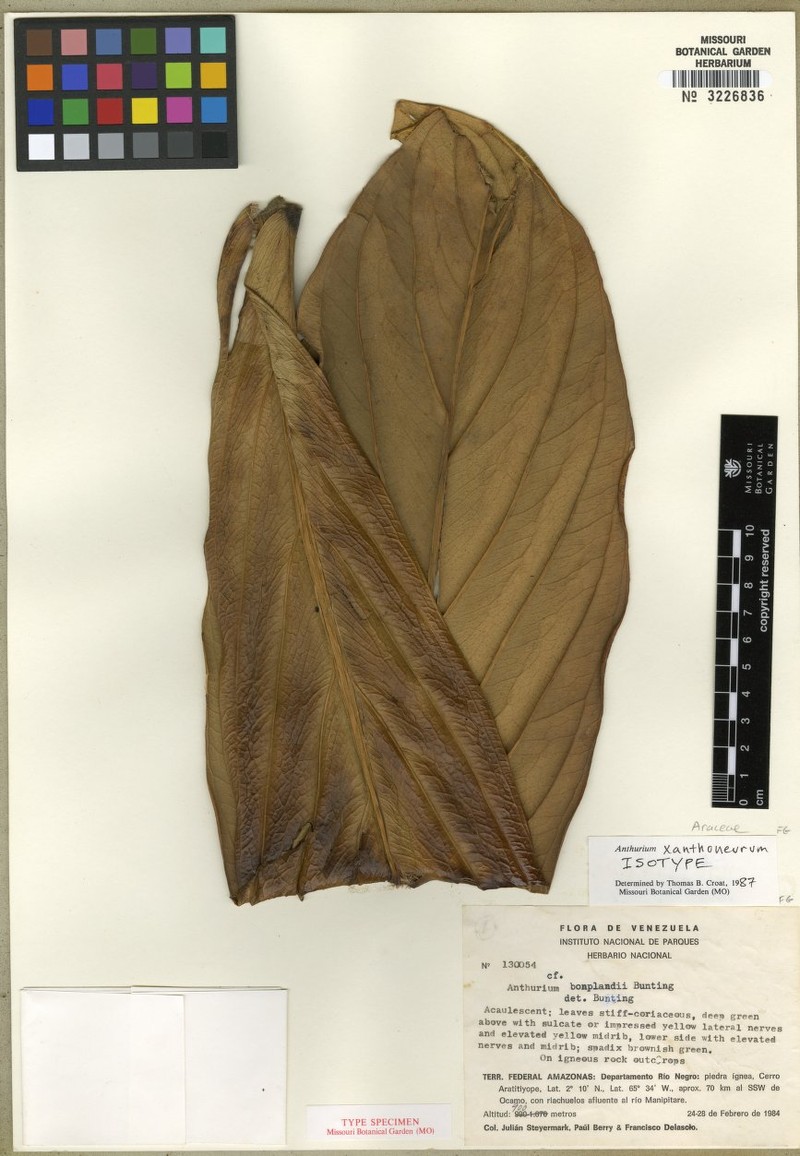 Anthurium xanthoneurum