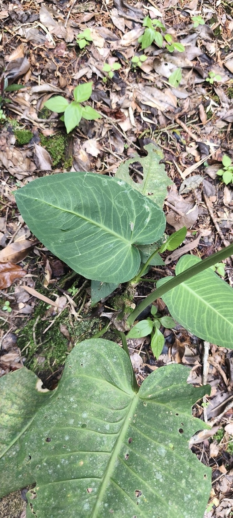 Anthurium xanthophylloides