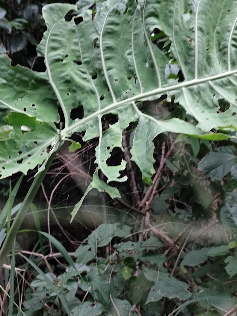 Anthurium xanthophylloides photo 2