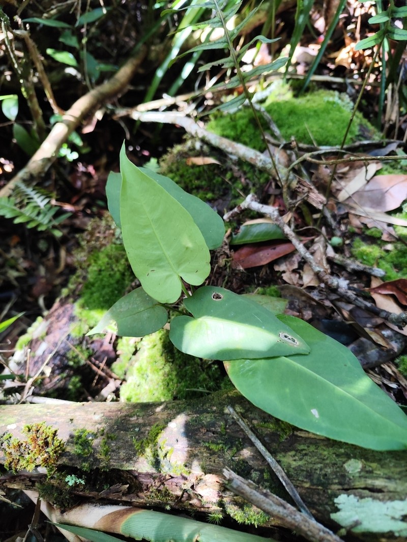 Anthurium xanthophylloides photo 3