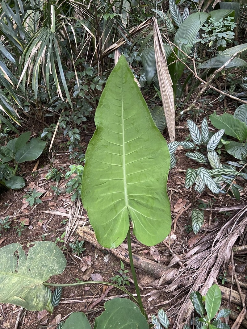 Anthurium xanthophylloides photo 4