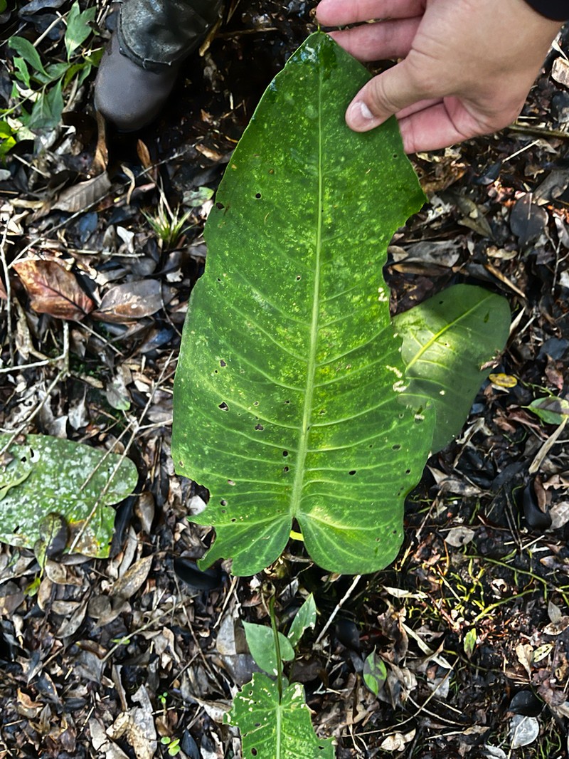 Anthurium xanthophylloides photo 5