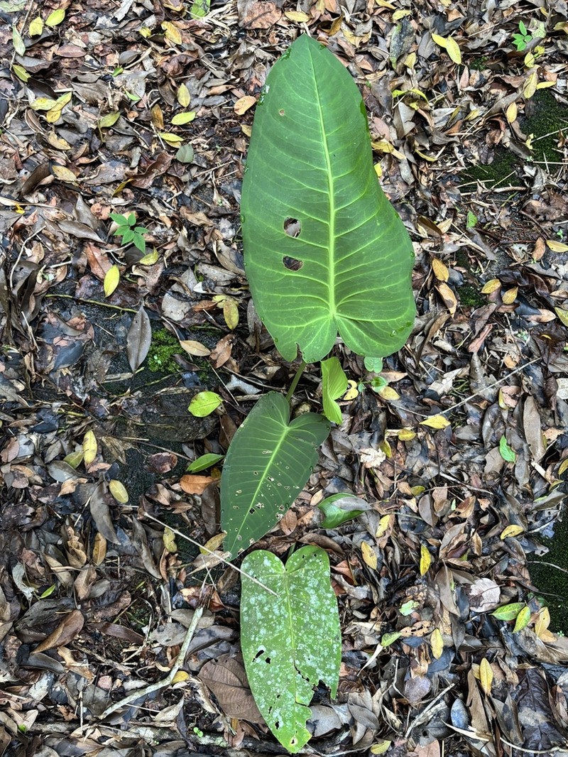 Anthurium xanthophylloides photo 6