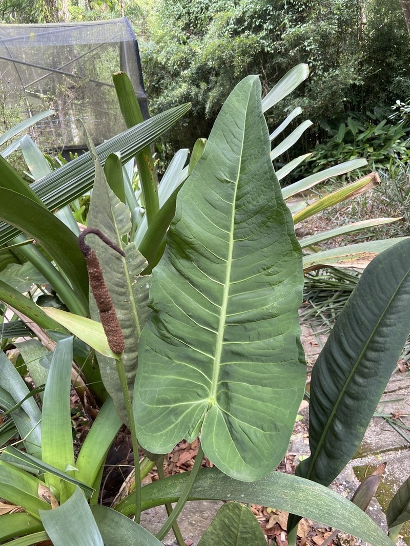 Anthurium xanthophylloides photo 7
