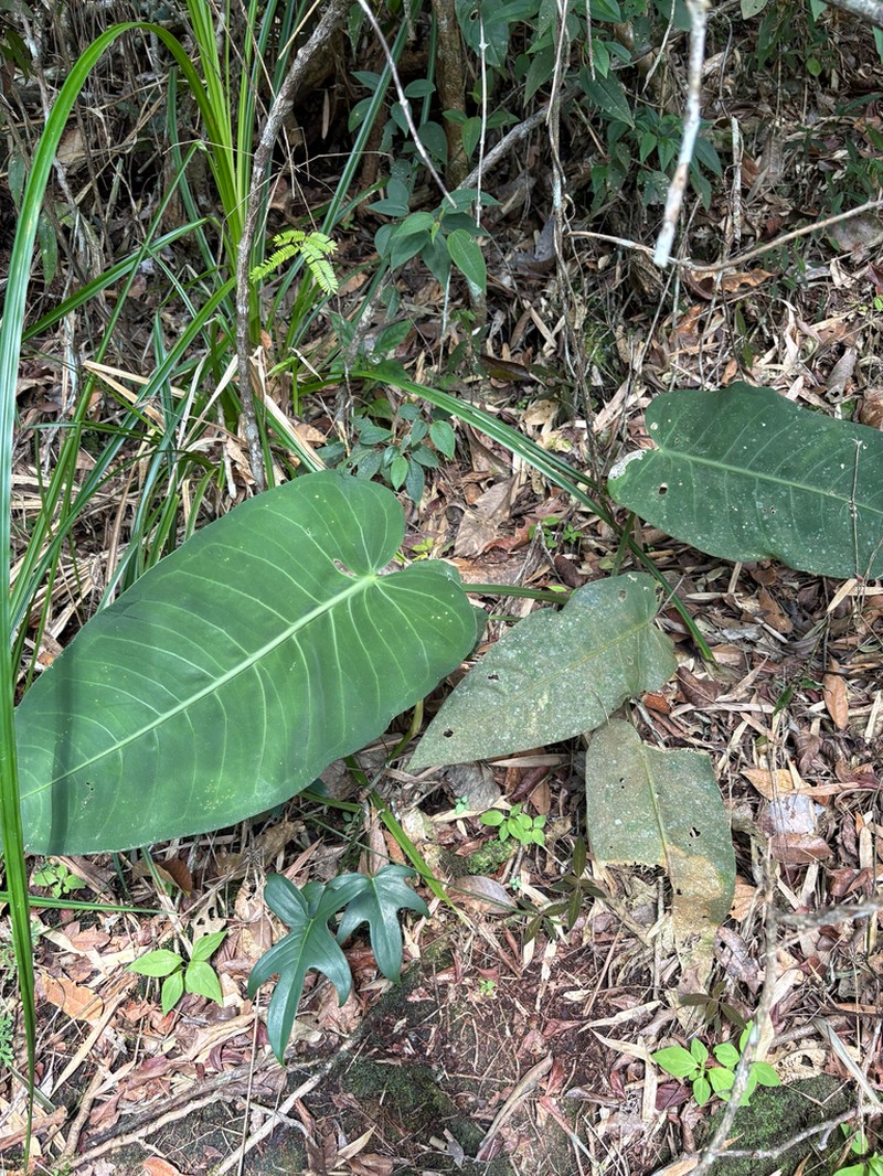 Anthurium xanthophylloides photo 8