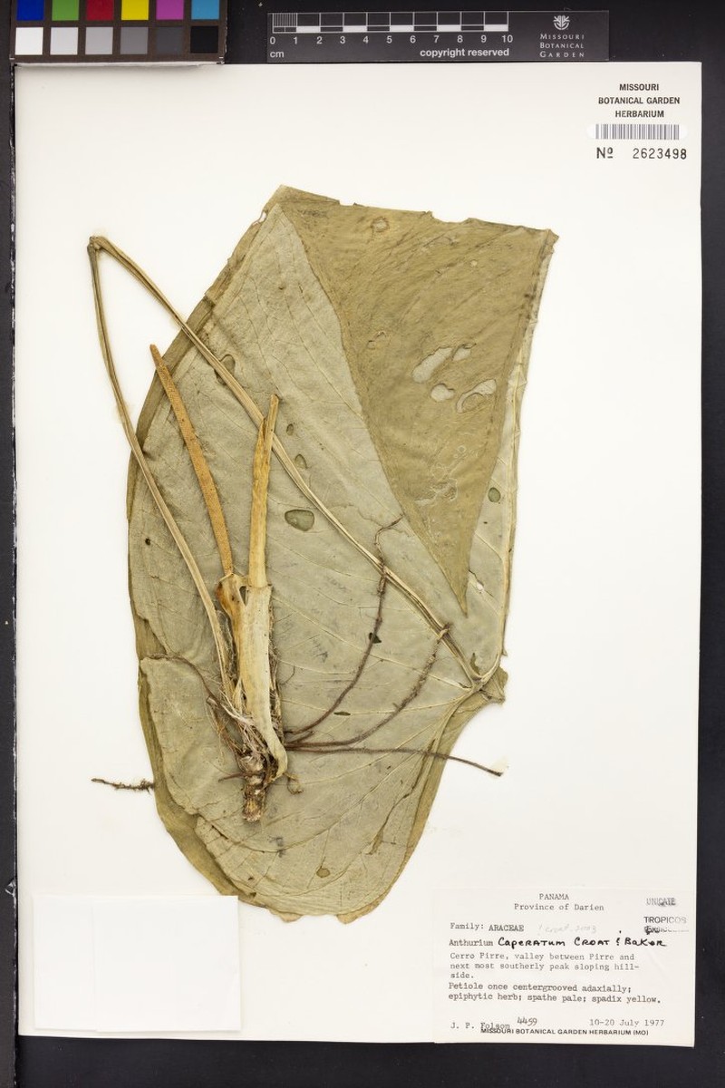 Anthurium xanthum
