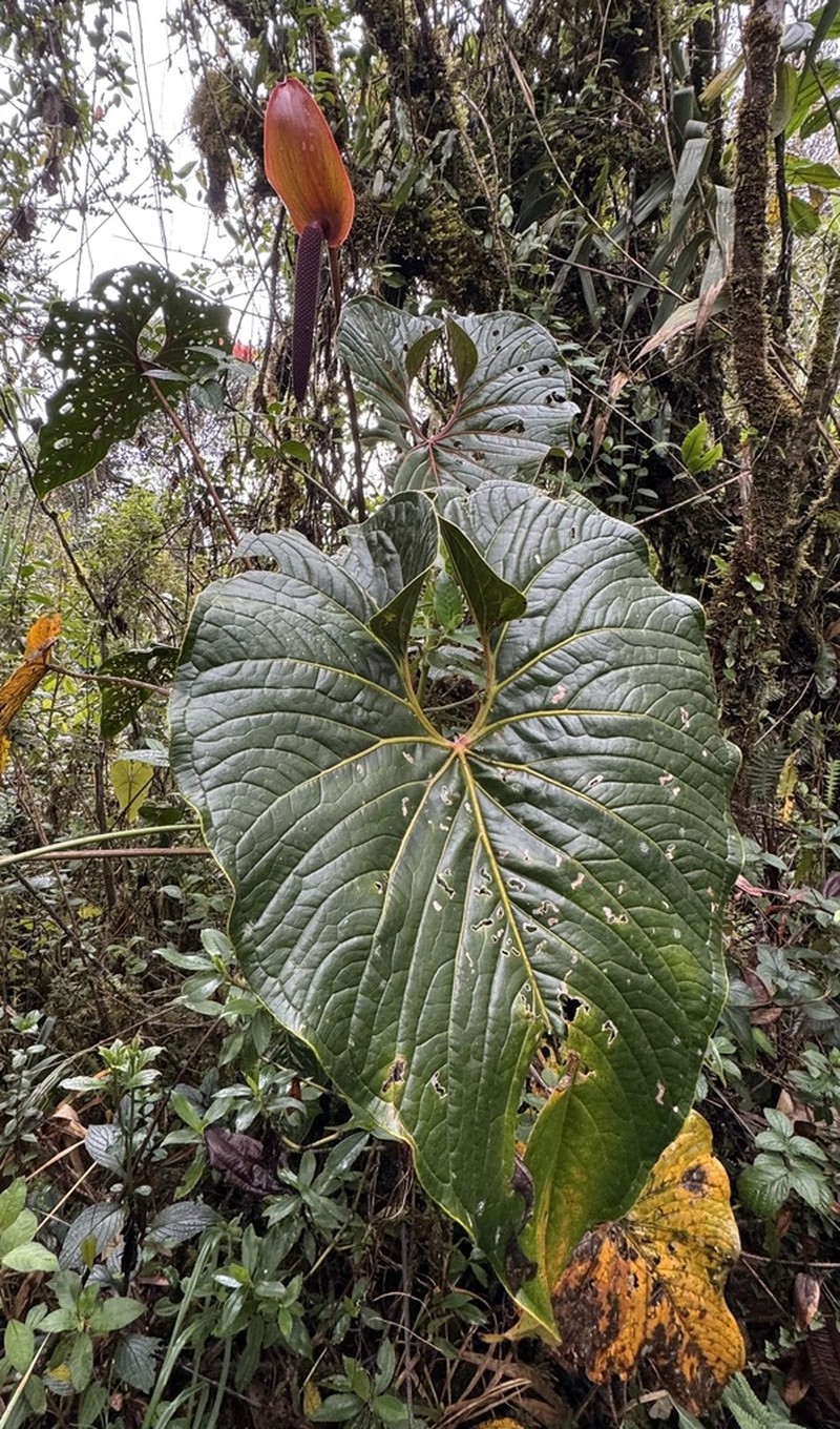 Anthurium yanacochense
