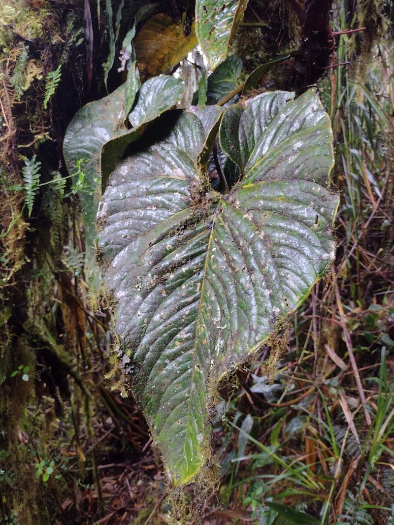 Anthurium yanacochense photo 2
