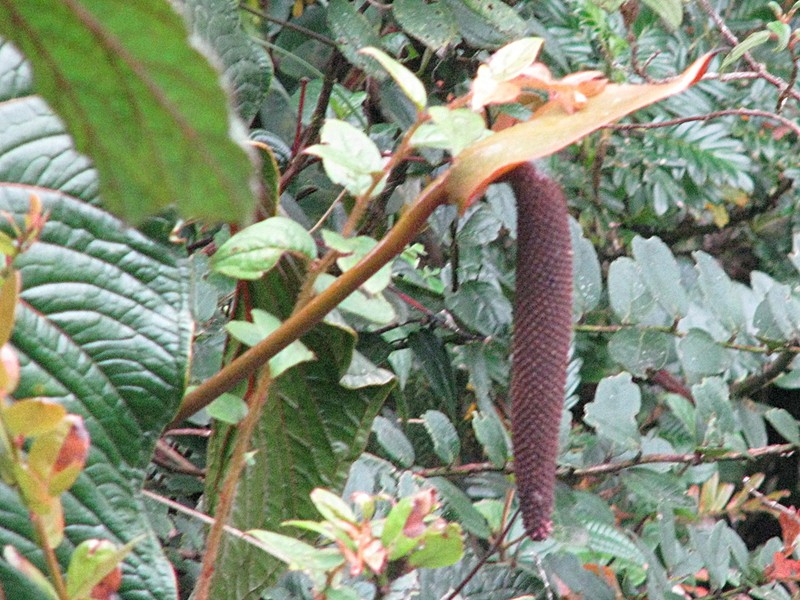 Anthurium yanacochense photo 4