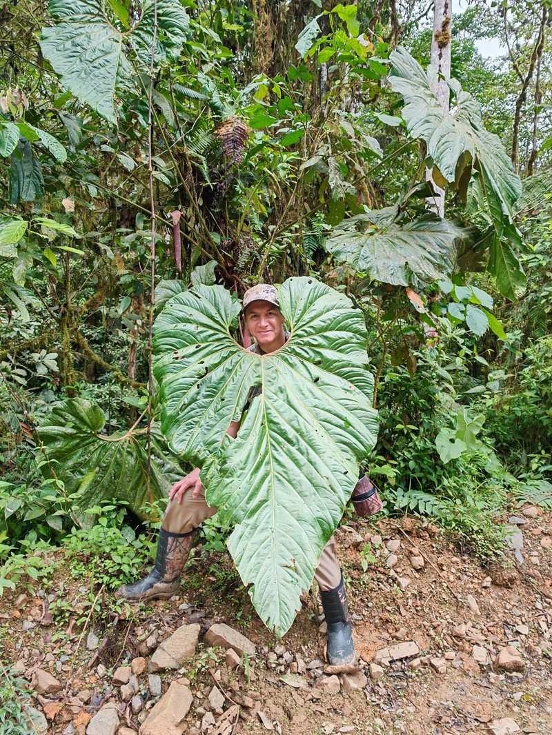 Anthurium yanacochense photo 5