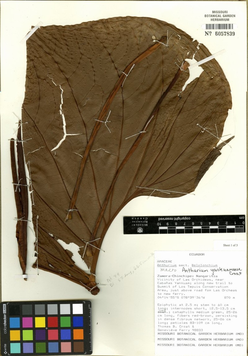 Anthurium yankuamense