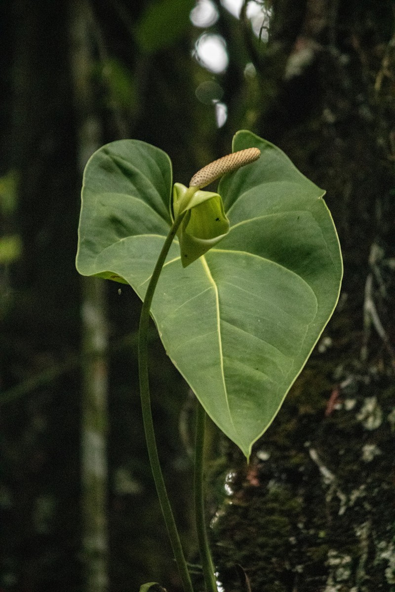 Anthurium yarumalense