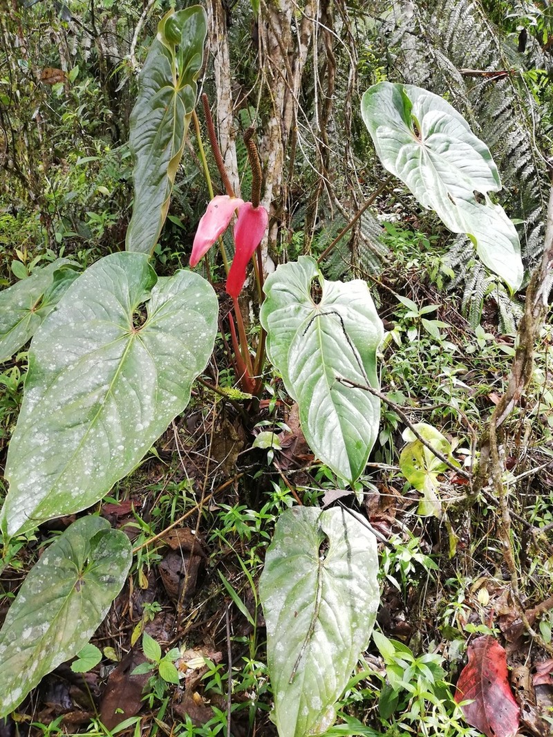 Anthurium yarumalense photo 2