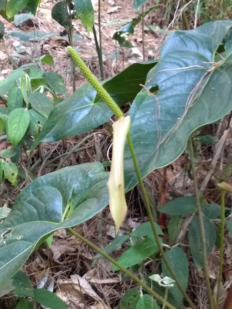 Anthurium yarumalense photo 3
