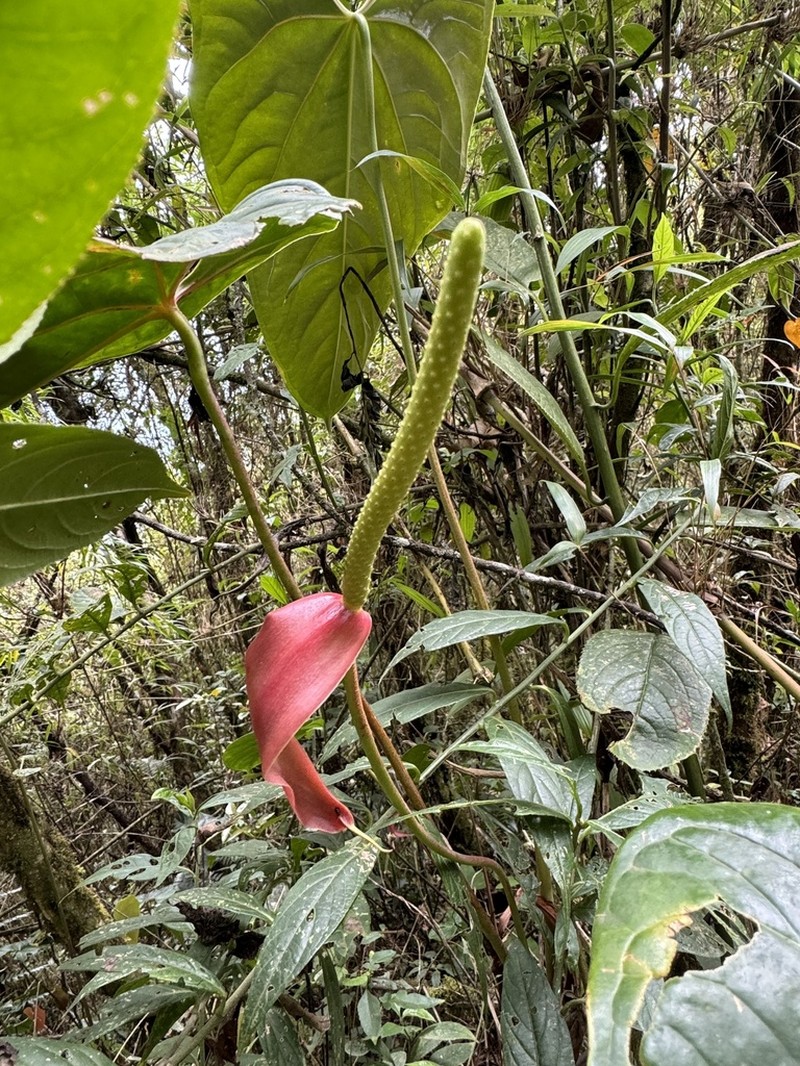 Anthurium yarumalense photo 4