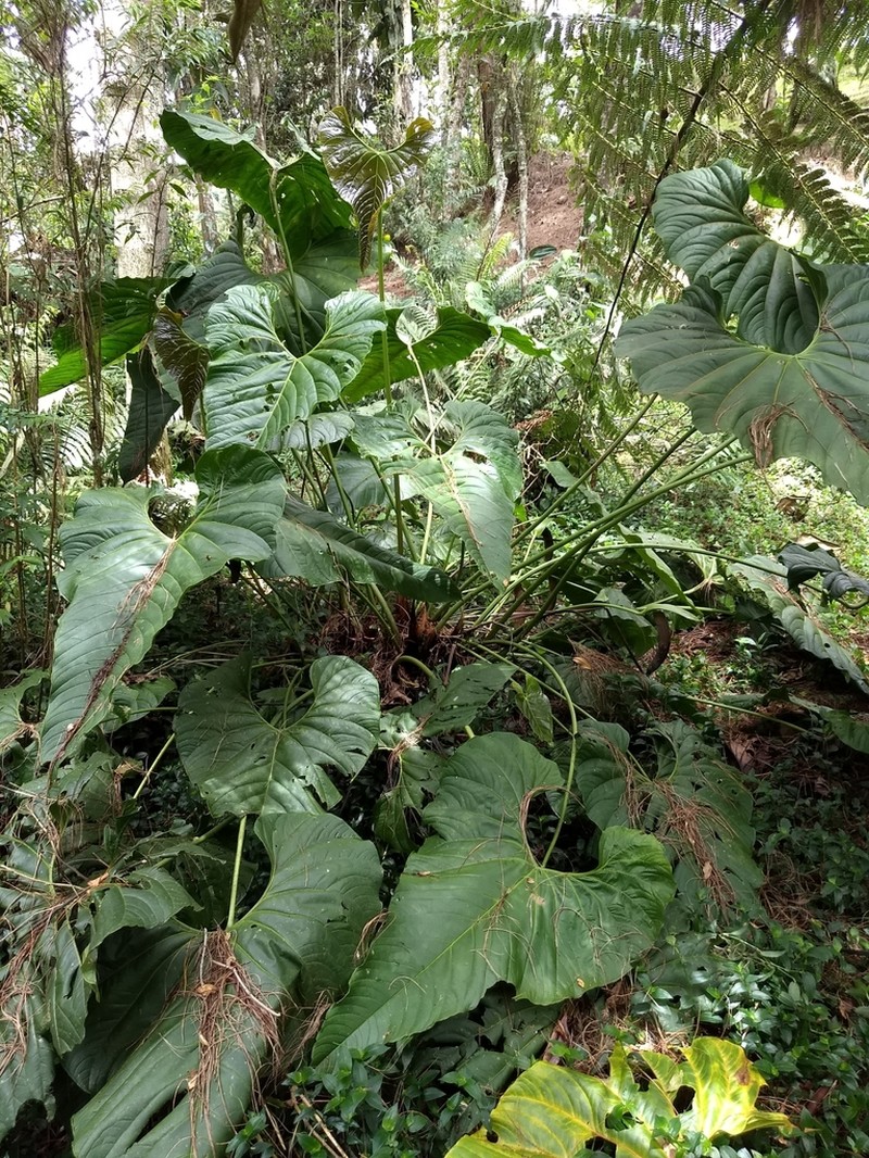 Anthurium yarumalense photo 5