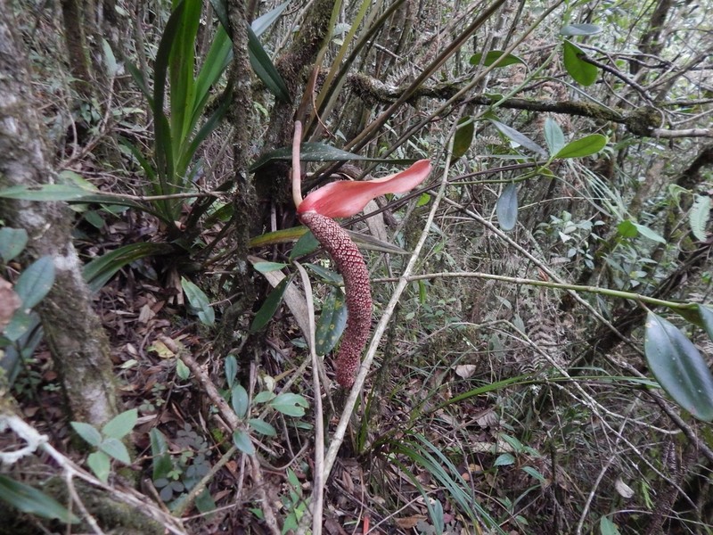 Anthurium yarumalense photo 6