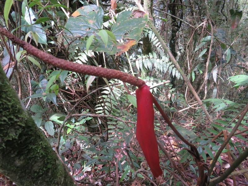Anthurium yarumalense photo 7